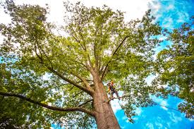 Best Tree Trimming and Pruning  in Sahuarita, AZ