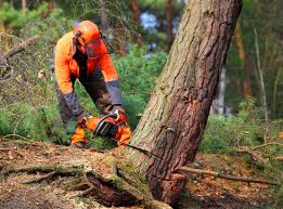 Best Tree Maintenance Programs  in Sahuarita, AZ