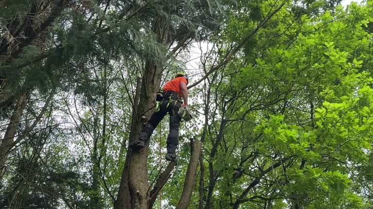  Sahuarita, AZ Tree Removal Pros